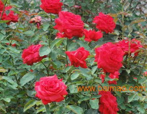 濰坊銷量領先的豐花月季供應與銷售指南