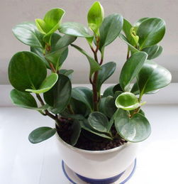 舊物換新意，花卉贈溫情——環(huán)保改造與禮品花卉銷售活動