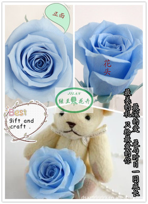 全球暢銷，廠家直銷——昆明鄭繼蘭花卉優(yōu)質保鮮花花材批發(fā)與零售