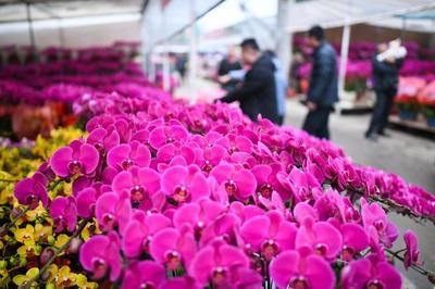 綻放世界之巔 我國(guó)成為世界最大花卉生產(chǎn)國(guó)，禮品花卉銷售迎來(lái)新機(jī)遇